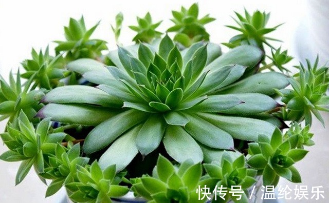 如此可爱的多肉,像葡萄,像观音座,超好养,盆栽爆盆,满屋飘香