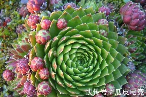 苏珊娜|观音莲这样养,不用施肥照样长满花盆