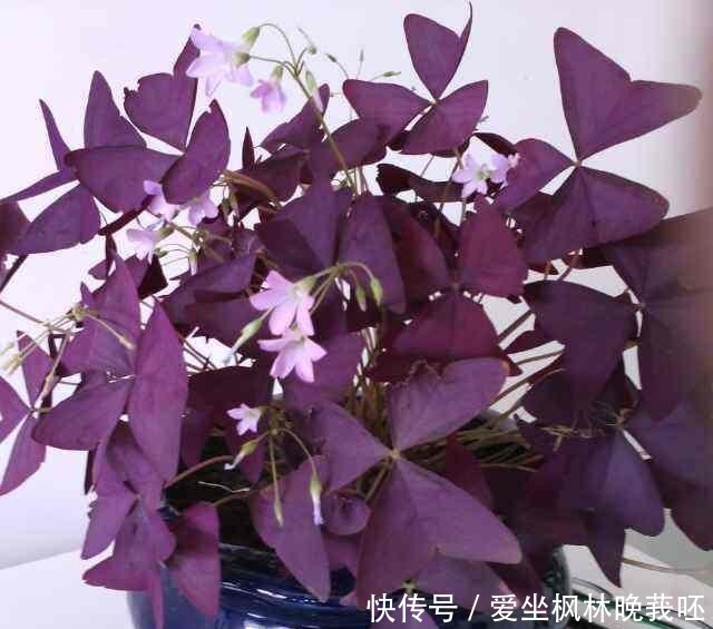 这4种耐阴花,“叶子”比花朵“更值钱”,北房间“没光”也能养!