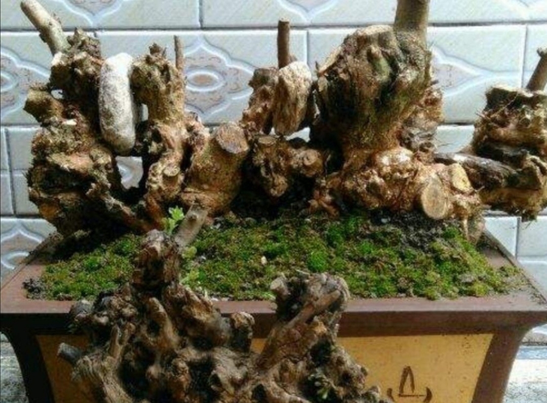 养盆景,常用“5种树”,造型美观,漂亮大方