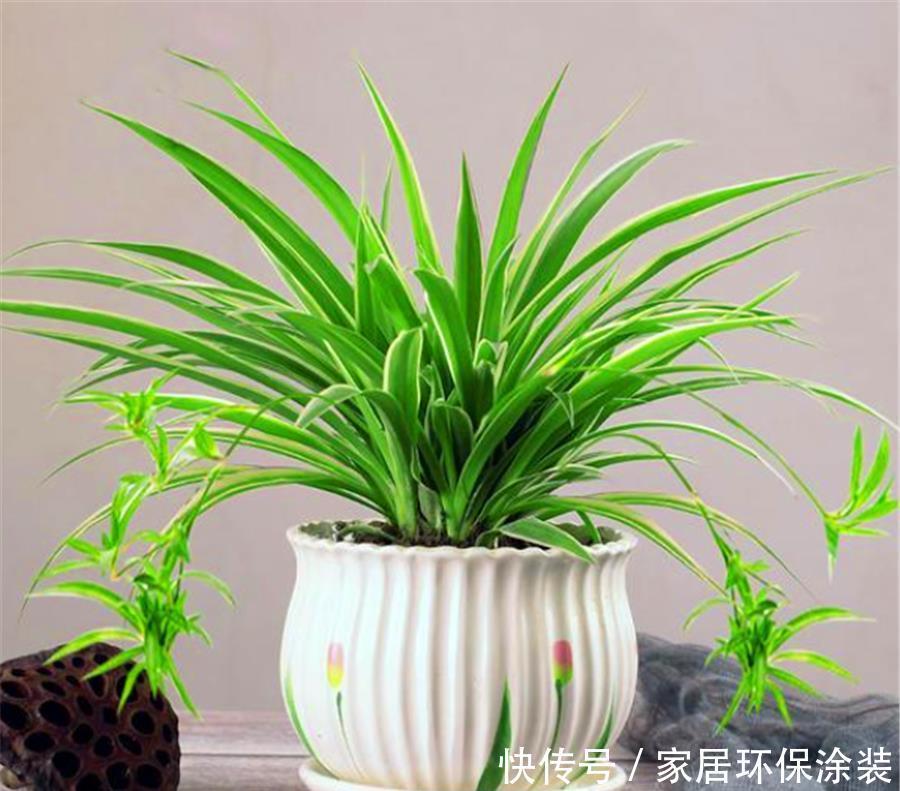 金边吊兰金边消失怎么办?冬天多做3件事,修长优雅,金边耀眼