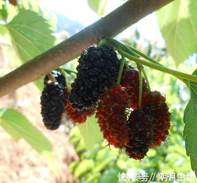 食物|肝不好别傻傻吃药了, 多吃这些食物给肝脏“大扫除”, 养肝又护肝