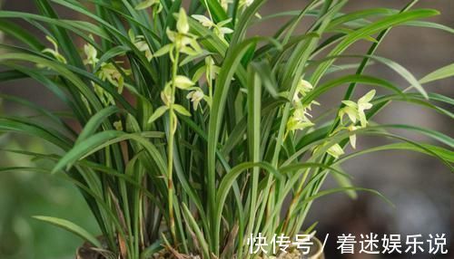 兰花不好养,给它喂点这个,根肥叶茂花开不断!