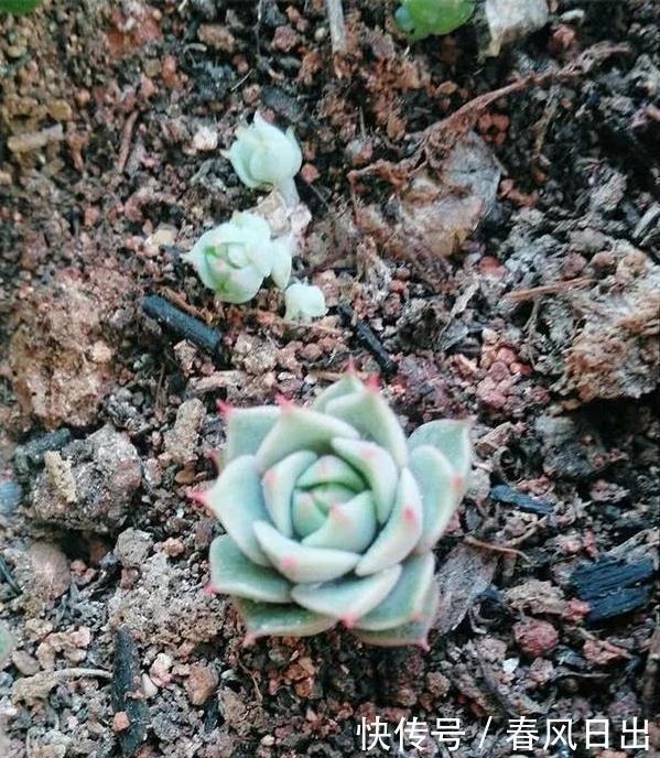 浇水|养多肉一年，关于多肉浇水这个事的小经验分享！