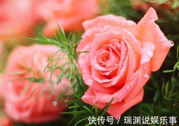 花盆中撒一把，不管多焉多难养的花，都会新芽猛长，花开爆盆