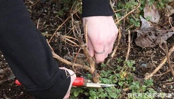 枝条|盆栽开花越来越小?只要春季修剪好,花儿多又大