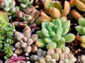 花盆|谁说多肉不好养那是你没掌握好要领,做好这些才是关键
