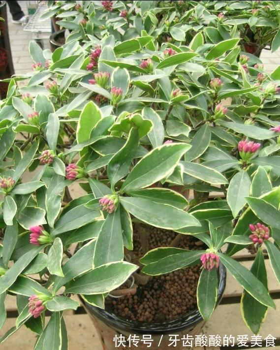 传统名花“金边瑞香”,秋冬注意3点,枝头满花芽,又香又祥瑞