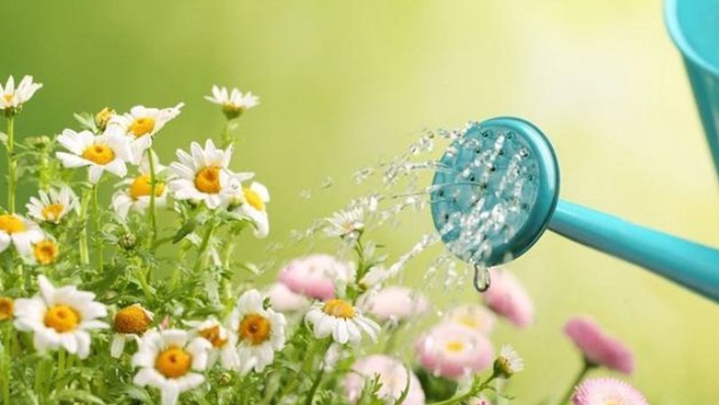 花卉|这3种水直接“浇花”,是毒水,浇下去花卉黄叶、烂根都来了