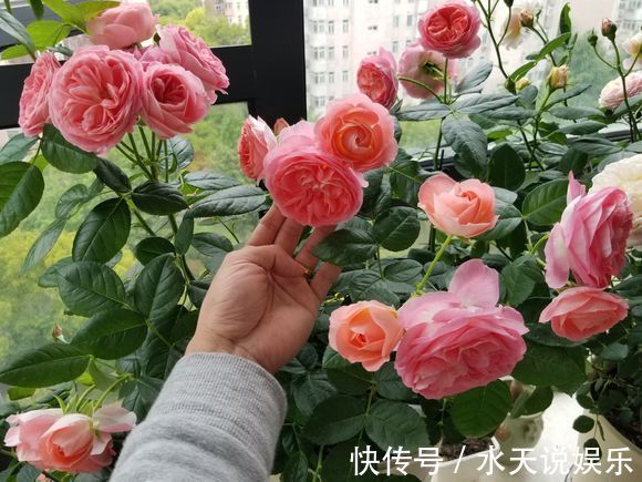 月季节|适合新手的月季修剪方法，6张图就明白原理，开花爆盆就这么简单