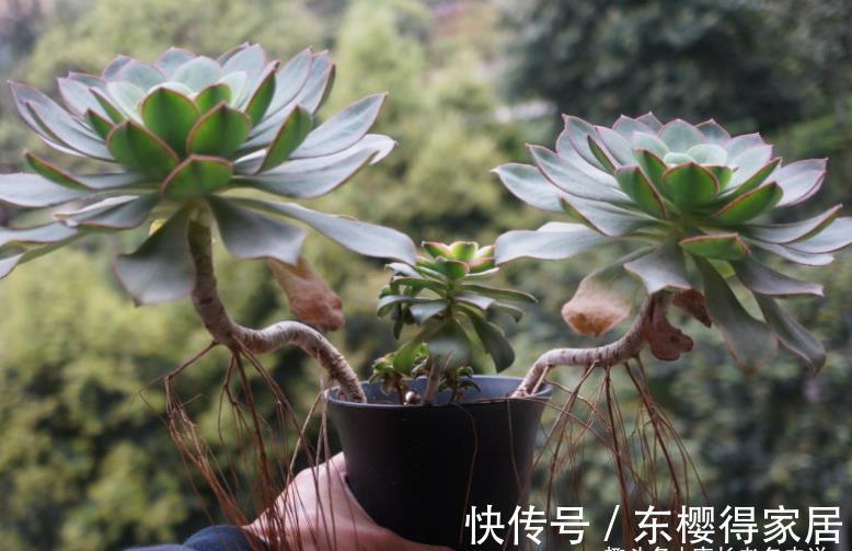 艳日辉|跟艳日辉撞脸的多肉红缘莲花掌，你知道怎么区分和怎么养吗？