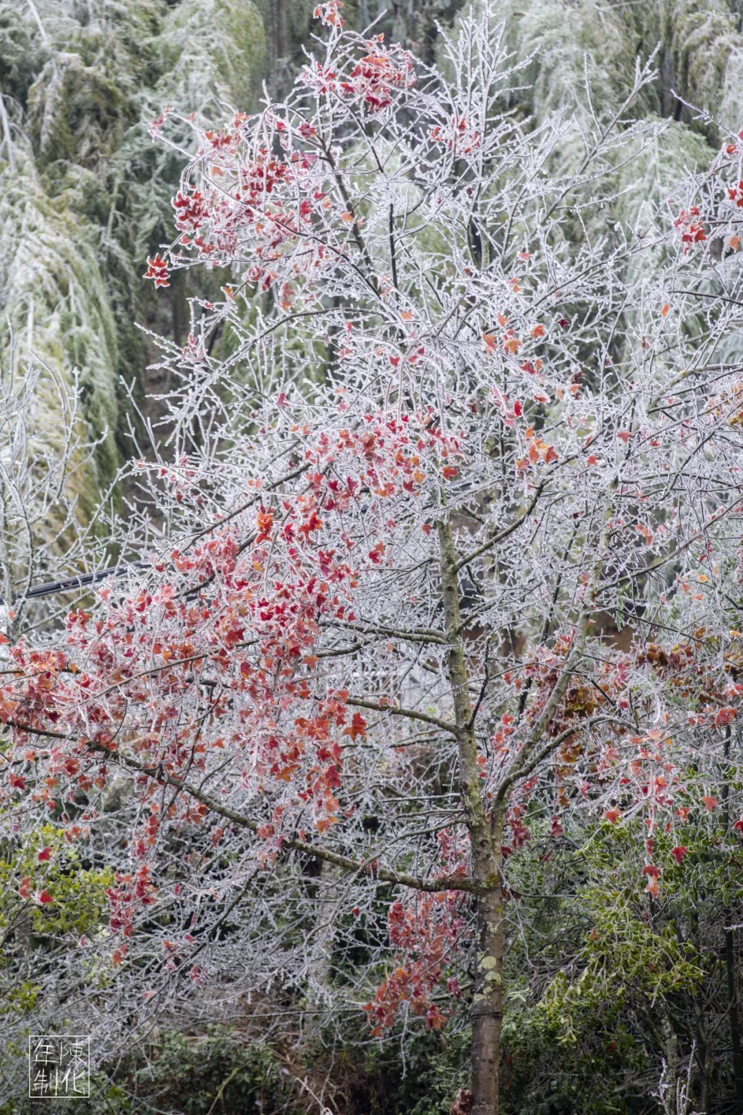 庆元县|不是初雪，胜似初雪，庆元雾凇，宛若仙境！