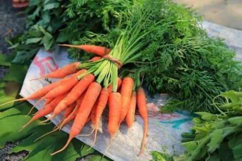 樱子|补钙的不只有牛奶，这些蔬菜的含钙量一样很高