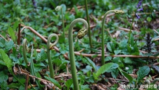 地木耳|农村这野菜不吃是草，煮了是宝，促进肠胃蠕动，你知道吗？