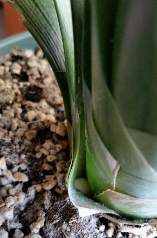 花盆|君子兰出现5个“症状”,就算是夏天,也建议您及时翻盆