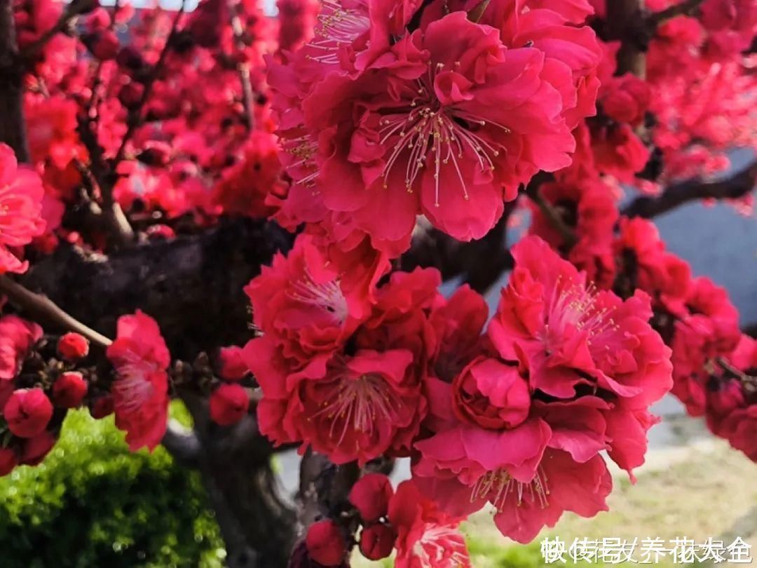 16种特长寿的植物,养十年以上,那都算年轻