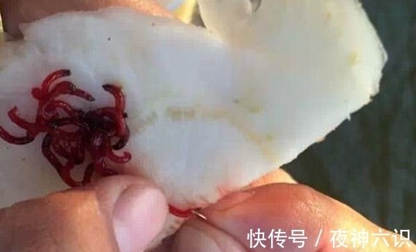 冬季钓鲫鱼,聚鱼是关键,用这些方法打出立体窝,大鲫鱼连竿上!