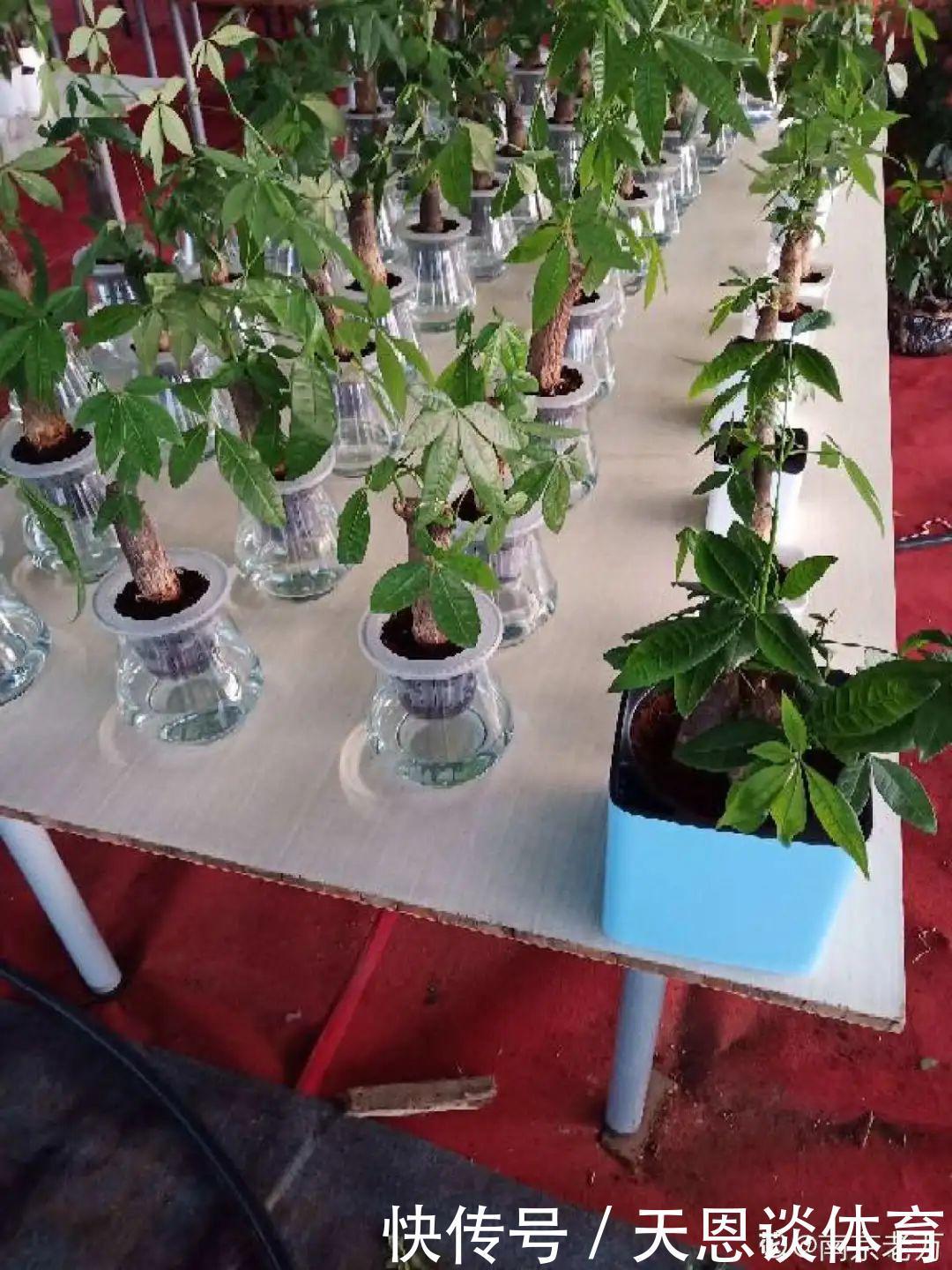 烂根|最难养的7种花,丢水里反而蹭蹭长,根系长满瓶!