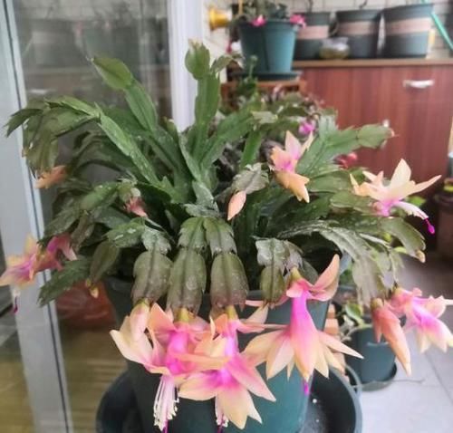  蟹爪|蟹爪兰叶片又干又瘪怎么办？教你几招，叶片快恢复，花色娇艳