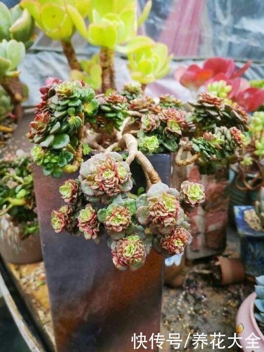 投资|3种花适合投资,养得越久越值钱,还能养成传家宝