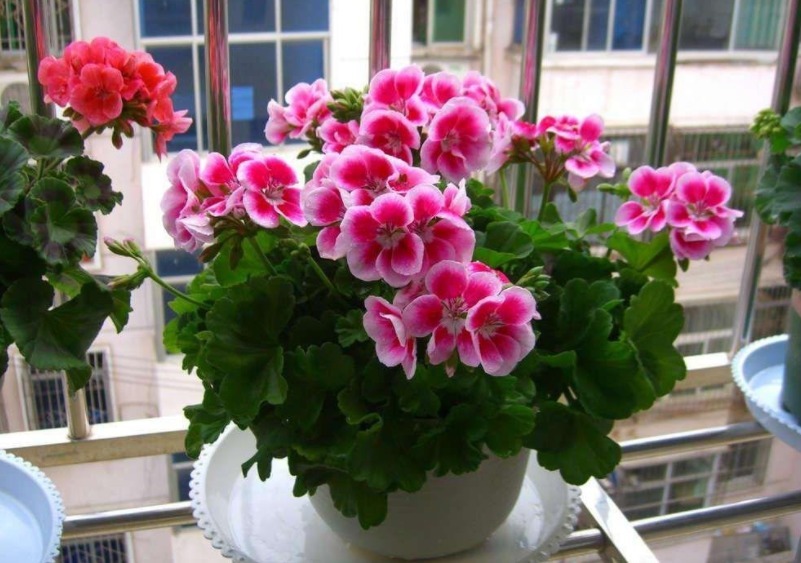 土质|养花,戒掉这些坏习惯,养啥花都简单,爆盆不成问题