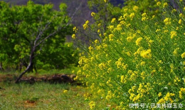 自驾游常馨谷：追寻春天最后一抹油菜花