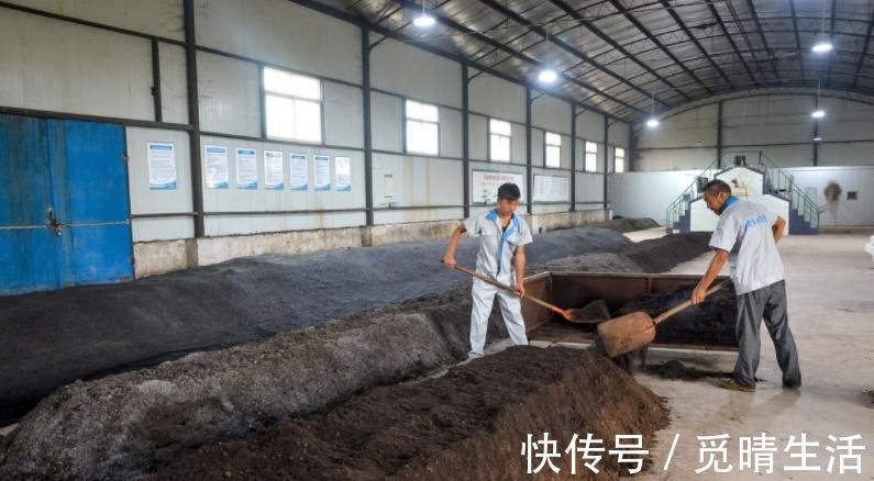 种植兰花是否需要施肥?想要种好兰花,这些点你要知道