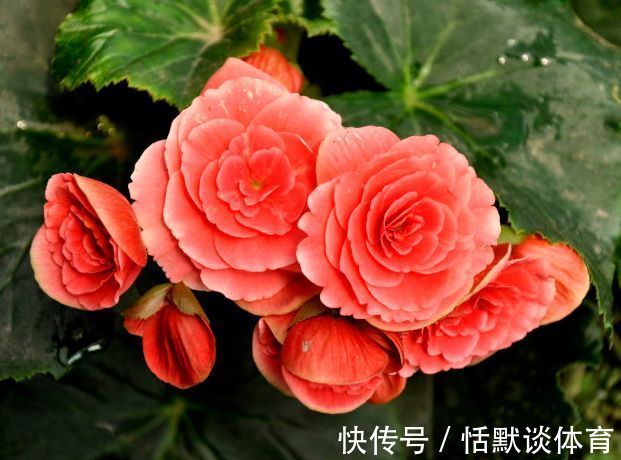 “珍稀玫瑰”汤姆奥桑特,水果香味,花期超长,可以说是养花首选