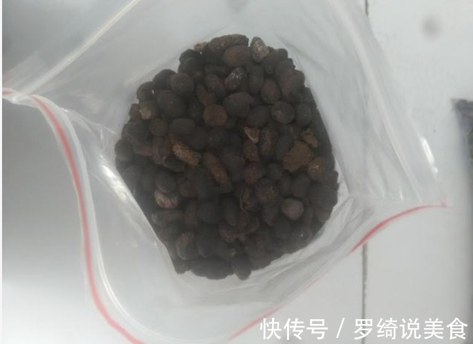 吊兰干尖、长得慢从现在起，1月喂点“黑豆豆”，猛长不停！