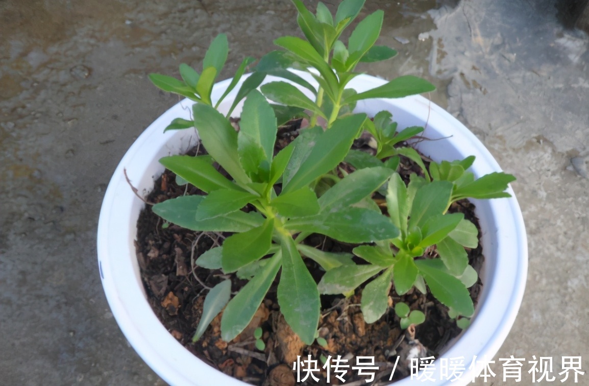 芦荟|这3款植物既能赏又能吃，盆栽养眼、养身！