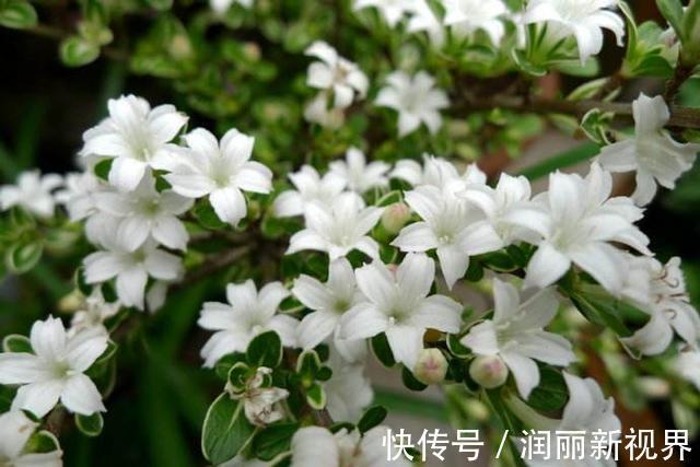 扦插|喜欢盆景就养它，1个枝能扦插，6月开花多又美，美过金枝玉叶