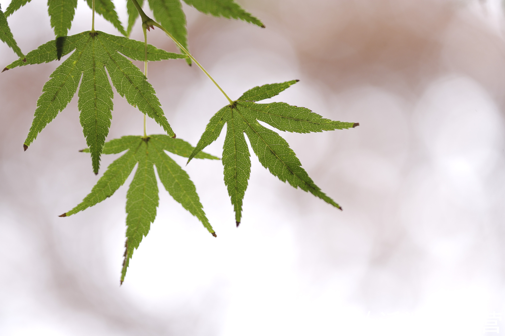 我们需要大力推送原创类节目，不断融合民族色彩和地方色彩