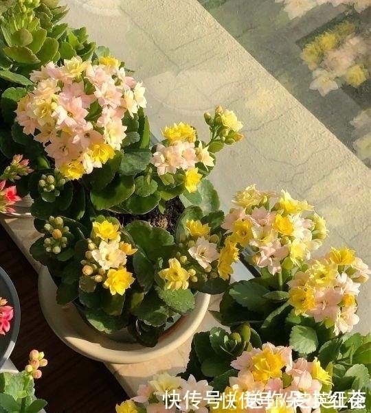 冬天如何使用“磷酸二氢钾”给长寿花促花?