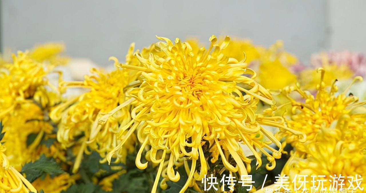 花期|5种“喜冷花”，花期主要在冬季，好养又漂亮，开花特别香