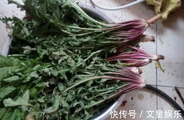 泡水|蒲公英泡水喝好处很多,但切忌与此物一起吃,吃了就是没事找事