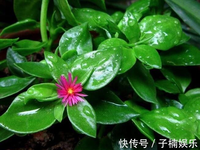 菊花|喜欢养菊花,不如养一盆牡丹吊兰,可作为蔬菜食用,味道清爽可口