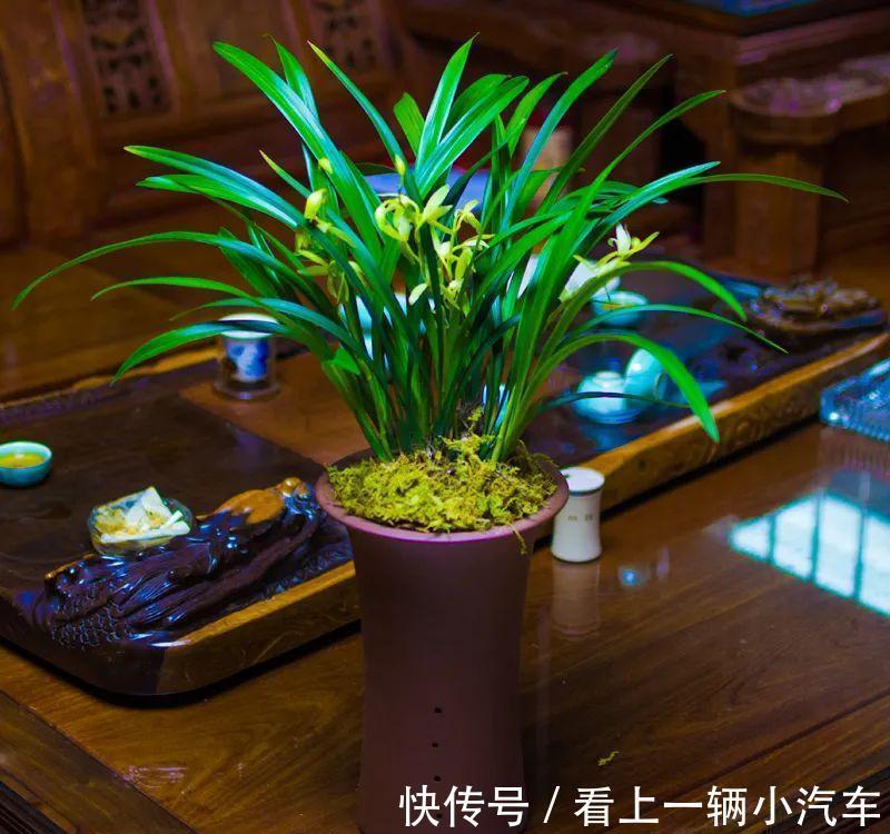 台友们|阳台养兰:光照强度影响着兰花的颜值与长势,还可调控花期哦!