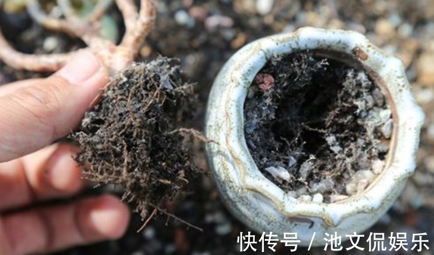 裸根多肉|别光顾着买多肉，盆换不好，怎么养都不活！