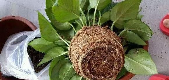 盆底|盆里扔2样东西,养花10年不烂根,叶子油光瓦亮,花苞挂满枝头