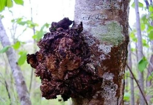 這些食物，是天然的降糖藥