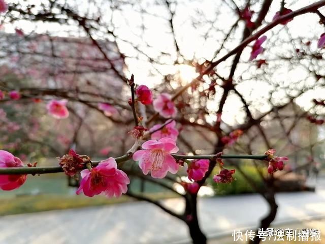 莫负春光赏花时，我在京山这里，等你来