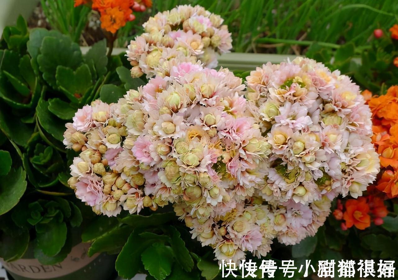 寓意|五种“吉祥花”,建议养一盆,不仅寓意好,还利于健康