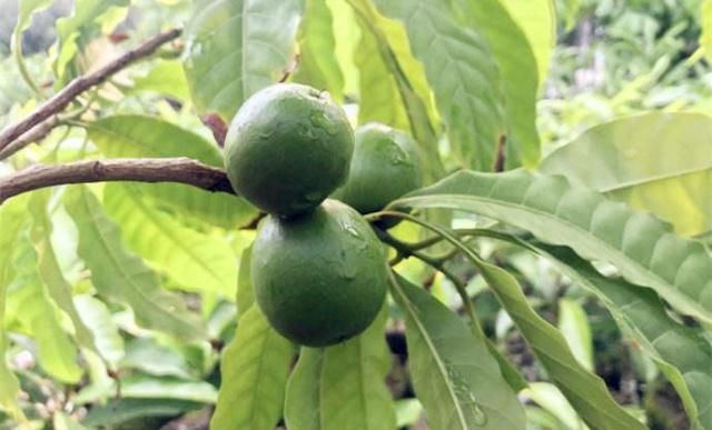 女性三十后，这水果再贵也要买来吃，排出宿便，气色红润，不显老