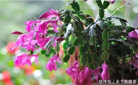 4种花绚丽多彩,漂亮又好养,清香一满屋
