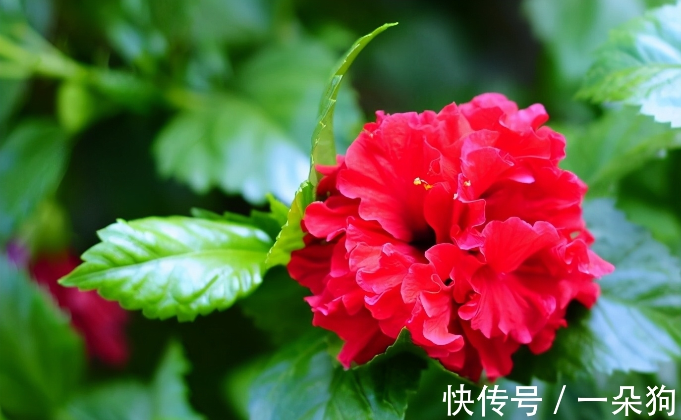 外貌|老祖宗忠告:“好女不嫁大马猴,好男不娶红扶桑”,啥意思?