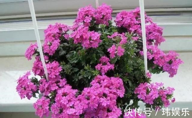 旱金莲|家里这些花卉吊起来养,既增加了观赏价值,又节省了养殖空间