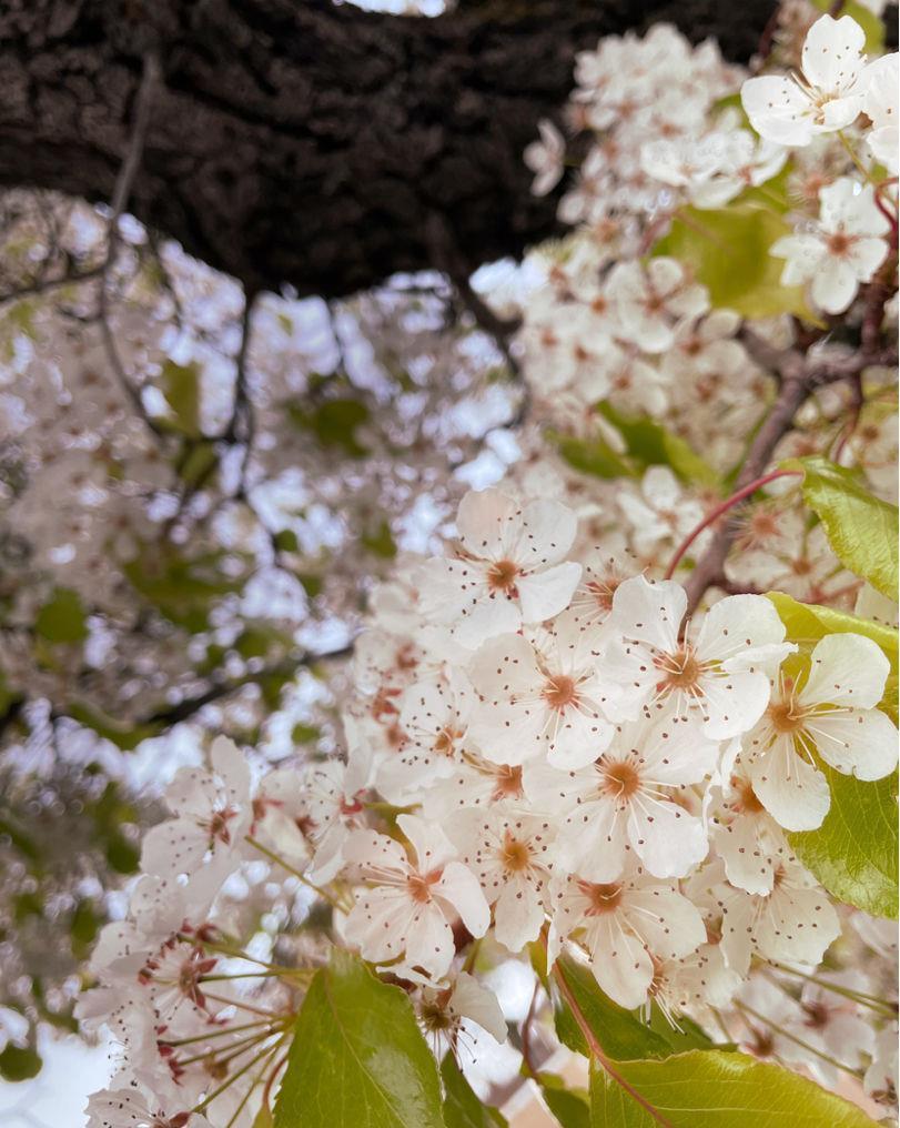 过敏|前方有花粉，花粉过敏者请小心！当然，也有花对你友好