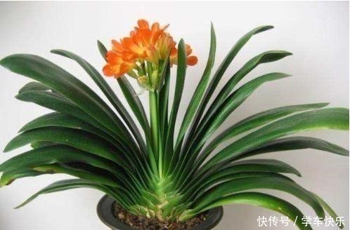 疯长|要想短时间让君子兰疯长不停，花开富贵，就用“它”，超级好用！