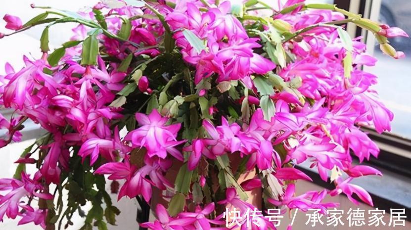 秋冬养花赏花，不如就盆栽这3样，低温天开花又多又美