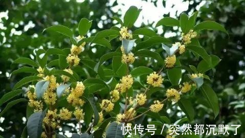 美丽的传说#桂花,就是最美秋日诗词